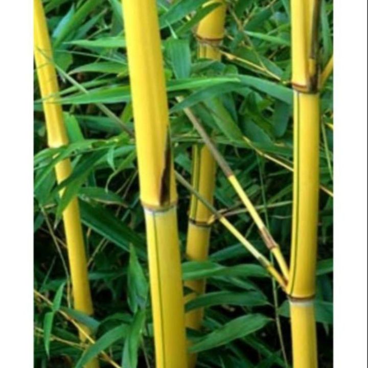 Stek Bambu Kuning Lazada Indonesia 