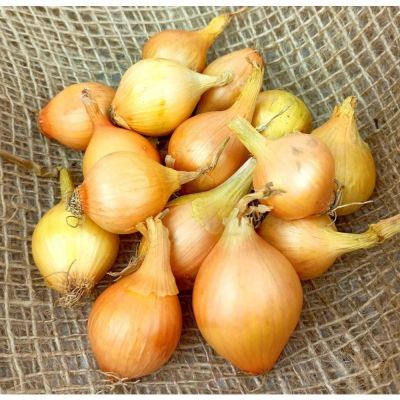 100 เมล็ด เมล็ดหอมหัวใหญ่ สายพันธุ์ หอมใหญ่ Wolska ของแท้ 100% อัตราการงอก 70-80% Onion Seed มีคู่มือปลูก