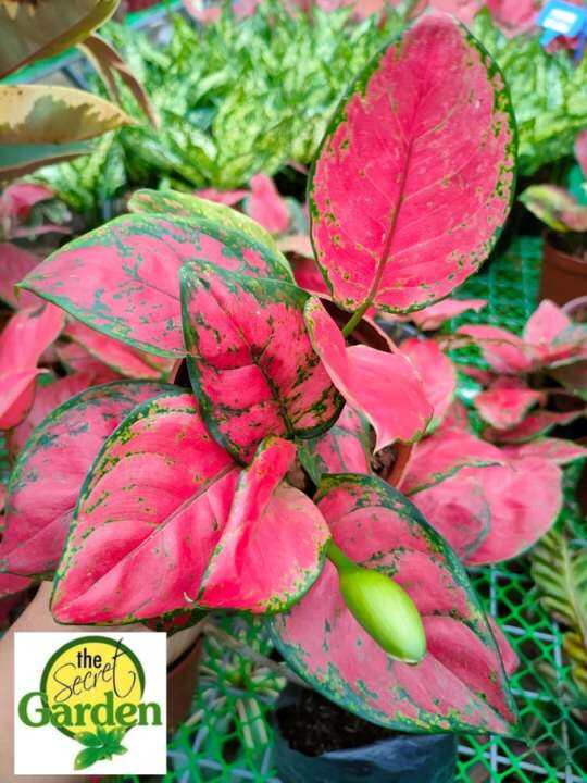 Aglaonema Red Apple(Indoor Plant, Real Plant, Live Plant and Limited