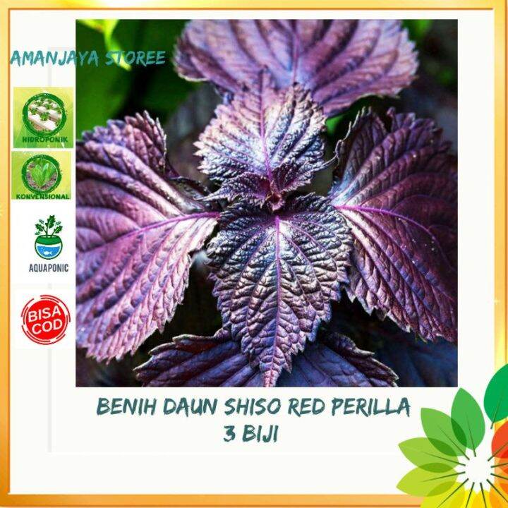 Benih Biji DAUN SHISO RED PERILLA Shiso Purple Bibit Tanaman Isi 3 Biji ...