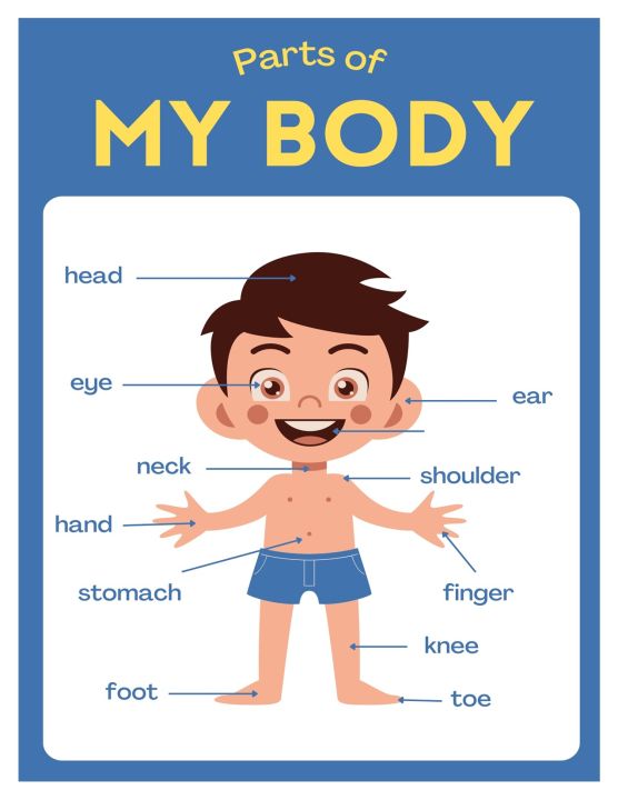 BODY PARTS LAMINATED CHART A4 SIZE | Lazada PH