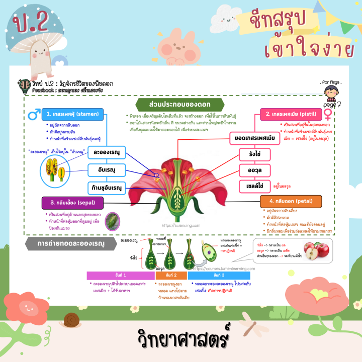 ชีทสรุป-ป-2-เทอม-1-2-แนวอัสสัม-เซนต์คาเบียล-รวม-5-วิชาหลัก