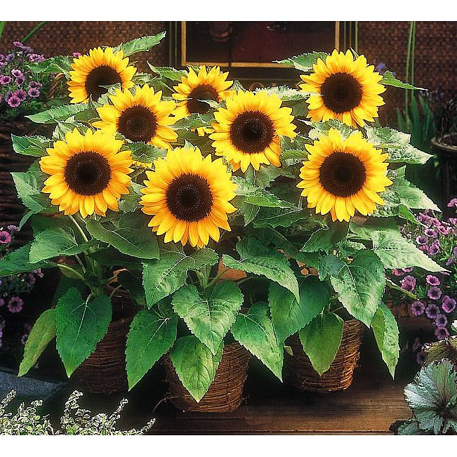 Dwarf Yellow Sunflower Seeds (80 pcs) | Lazada PH