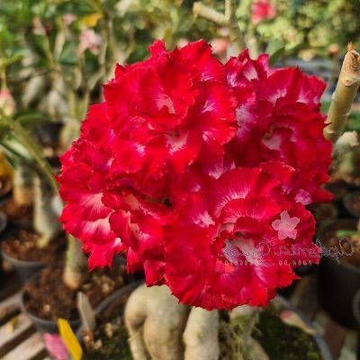 10 เมล็ดพันธุ์ ชวนชม สายพันธุ์ไต้หวัน สีแดง Adenium Seeds กุหลาบทะเลทราย Desert Rose ราชินีบอนไซ มีคู่มือปลูก นำเข้าจากไต้หวัน