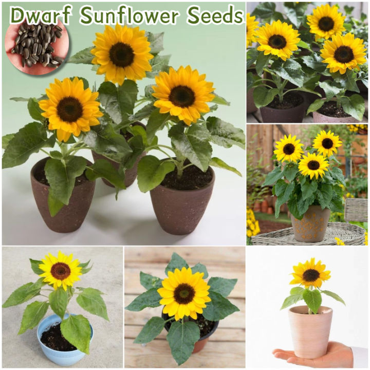 [Easy to grow in Philippines] Dwarf Sunflower Seed Flower Seeds for