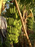 หน่อกล้วยหอม คาเวนดิช   หน่อกล้วยหอม กล้วยหอม หน่อกล้วยหอมคาเวนดิช ชุด 2 หน่อ จัดส่งตัดสั้น 30ซมนะครับมันหนักมาก