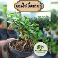 ?สินค้าขายดี? [บอนไซเบี้ยเศรษฐี](บอนไซ) มีหลายชนิดให้เลือก เพรมน่า ม่วงเจริญ บ๊วยน้ำ หมากเมเปิ้ล สนดำ มะสัง แก้วแคระ หูกระจง เชอรี่แคระ