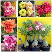 12 เมล็ด เมล็ดพันธุ์ ชวนชม สายพันธุ์ฮอลแลนด์ คละสี Adenium Seeds กุหลาบทะเลทราย Desert Rose ราชินีบอนไซ อัตรางอก 80-90% มีคู่มือปลูก