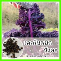 พร้อมส่ง ❗ รหัส 145 เมล็ดพันธุ์แท้ OP แท้   เคลใบหยิกสีแดง - Scarlet Curly Kale เมล็ดผักเคล คะน้าเคล เมล็ดเคล