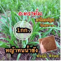 (โปร++)  อะตราตั้ม เมล็ดหญ้าอะตราตั้ม 1 กก.(รับประกันการงอก) ส่วนลด เมล็ดพันธุ์ พันธุ์ข้าว เมล็ดหญ้า เมล็ดข้าวโพด