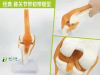 The function model of the human knee joint bone skeleton model of human body joint model with movable ligament