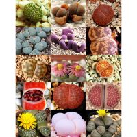 เมล็ดพันธุ์ Lithops สีสวย หลากสายพันธุ์ 20 เมล็ด mix