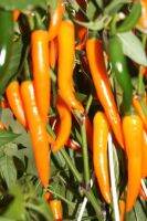 พริก คาเยนเนสีส้ม Cayenne Chili Seed เมล็ดพันธุ์พริกคาเยนเนสีส้ม เผ็ดระดับกลาง บรรจุ 15 เมล็ด 10 บาท