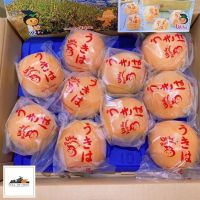 ส่งฟรีรถเย็น พลับสดญี่ปุ่น Ukiha (ふゆうがき) 12 ลูก หวาน กรอบ อร่อย