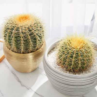 Plants Center พร้อมส่ง กระบองเพชร แคคตัส  พืชอวบน้ำถังทอง  15-17ซม(Echinocactus grusonii) หรือ (เอคิโนแคคตัส กรูซอนอิอาย)