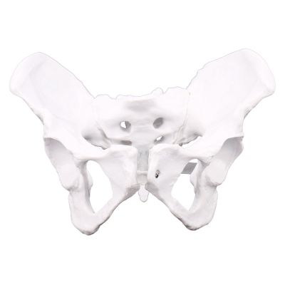 Female Anatomy Pelvis Pelvic Skeleton Throat Anatomical Anatomy Skull Sculpture Head Body Model