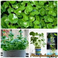 ( Promotion+++) คุ้มที่สุด เมล็ดพันธุ์ หญ้าเหรียญ Copper Grass Pilea Seeds ต้นไม้มงคล พันธุ์ดอกไม้ บรรจุ 50 เมล็ด ปลูกง่ายปลูกได้ทั่วไทย ราคาดี พรรณ ไม้ น้ำ พรรณ ไม้ ทุก ชนิด พรรณ ไม้ น้ำ สวยงาม พรรณ ไม้ มงคล