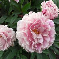 20 เมล็ด เมล็ดโบตั๋น ดอกโบตั๋น ดอกพีโอนี (Peony) สีชมพู Jin ling ดอกไม้นี้​เป็นสัญลักษณ์ของความมั่งคั่งร่ำรวย ความซื่อสัตย์ อัตรางอกสูง 70-80 %