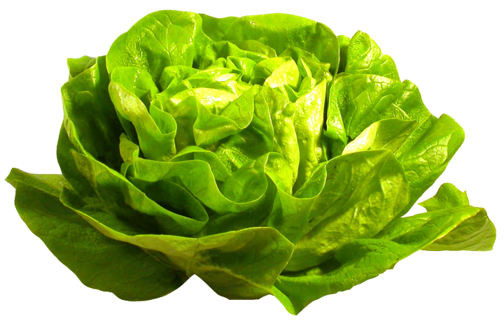 เมล็ดผักสลัดกรีนคอสผักกาดคอส-cos-lettuce-บรรจุ200เมล็ด-ผักสลัดกรีนคอสหนึ่งในผักสลัดยอดนิยมของคนรักสุขภาพ