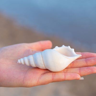 （READYSTOCK ）🚀 Pure Natural Boutique Short Martin Snail White Martin Snail Creative Conch Shell Ornament Decoration Cloth Scenery Shooting Fish Tank YY