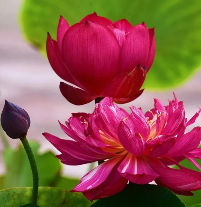 cách trồng hoa sen bách diệp