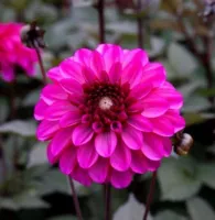 1 เหง้า/ชุุด รักเร่ Dahlia Bulb สายพันธุ์ PROFUNDO หัวรักเร่ ดอกไม้ หัวหน่อ เหง้า นำเข้า เนเธอร์แลน หัวสดใหม่