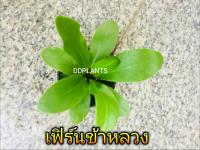 DDPLANTS เฟิร์นข้าหลวงแคระ ต้นไม้มงคล ต้นไม้จิ๋ว กระถาง3นิ้ว