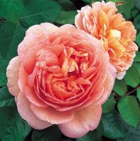 30 เมล็ด เมล็ดพันธุ์ กุหลาบ พันธุ์ Abraham Darby Rose seed ดอกใหญ่ นำเข้าจากต่างประเทศ พร้อมคู่มือ เมล็ดสด ใหม่