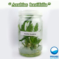 Anubias  hastifolia  อนูเบียสแฮสทิฟอร่าเนื้อเยื่อ(ต้นไม้น้ำ )