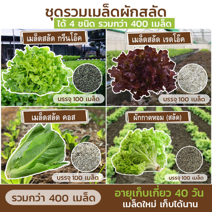 ชุดรวมเมล็ด-ผักสลัด-4-ชนิด-รวมกว่า-400-เมล็ด-เมล็ดใหม่-อัตราการงอกสูง