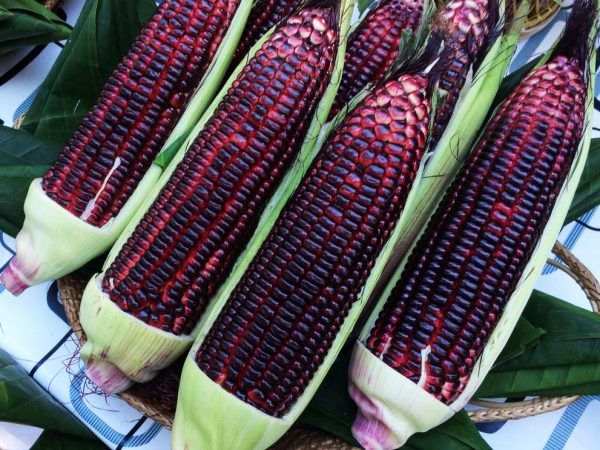 เมล็ดพันธุ์ข้าวโพด-สีดำ-30-เมล็ด-black-glutinous-corn-เมล็ดพันธุ์แท้-ซื้อ3แถม1