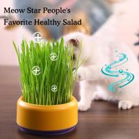 Cat Grass Pot Cat Grass Hydroponic Planting Box N8C7