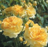 30 เมล็ดพันธุ์ Garden Seed กุหลาบ พันธุ์ Molineux Rose Seeds ดอกใหญ่ สินค้านำเข้า