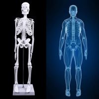 Human Anatomical Anatomy Skeleton Decoration Model Skeletal Bone Medical Learn Aid，Art Sketch Doll Chidren Toys