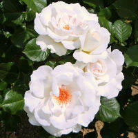 20 เมล็ด กุหลาบ นำเข้า Modern Bush Rose Seeds สายพันธุ์ Margaret Merril ดอกไม้สีขาว