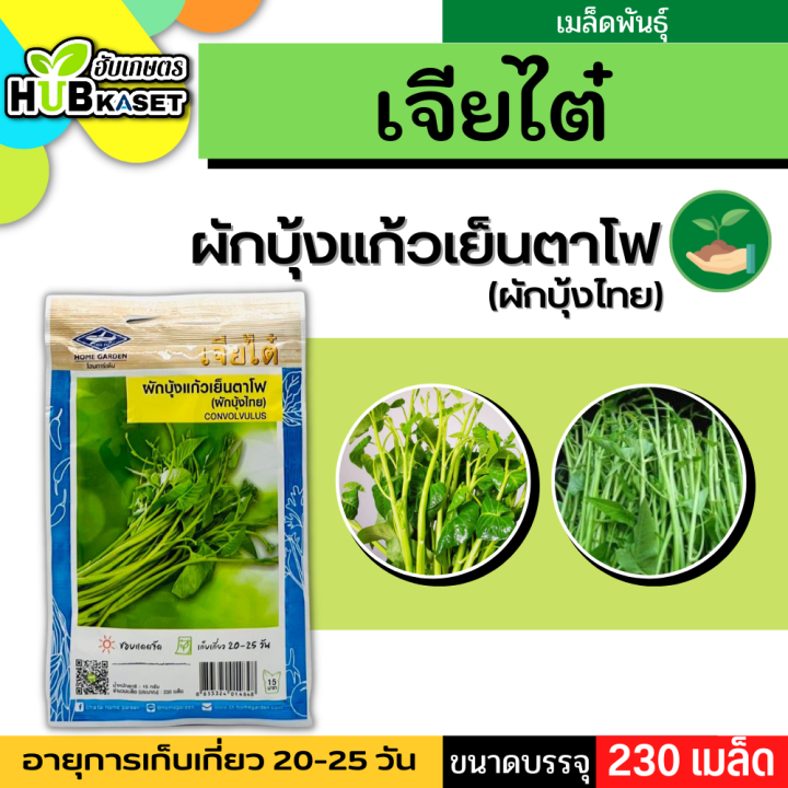 เจียไต๋ 🇹🇭 ผักบุ้งแก้วเย็นตาโฟ(ผักบุ้งไทย) ขนาดบรรจุประมาณ 230 เมล็ด อายุเก็บเกี่ยว 20-25 วัน