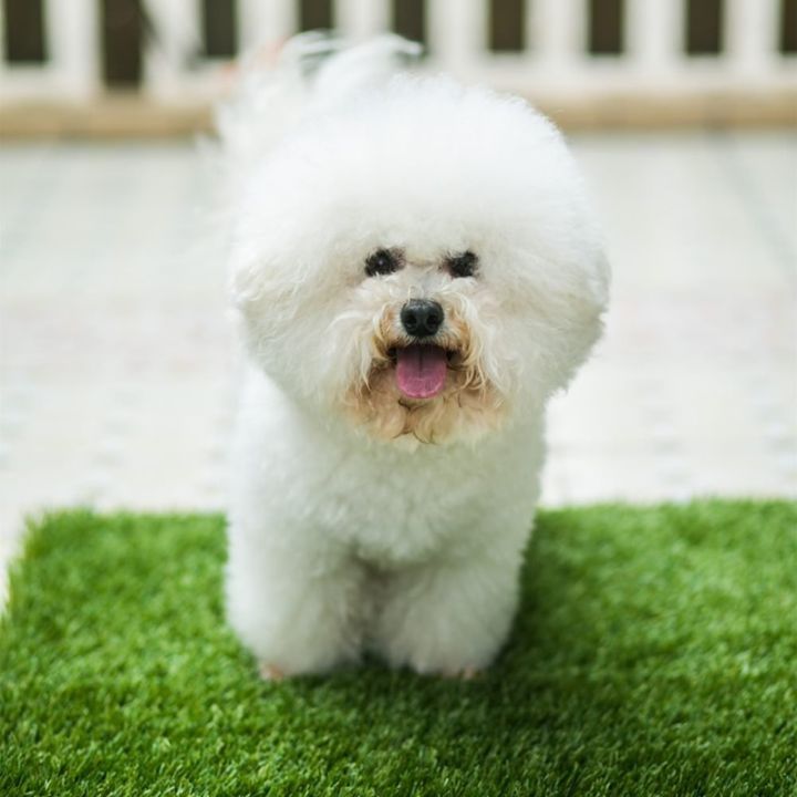 best-selling-pets-mart-mall-professional-dog-mat-outdoor-potty-training-dog-pad-สำหรับสุนัขขนาดกลางขนาดใหญ่ในร่ม-natural-dog-bed