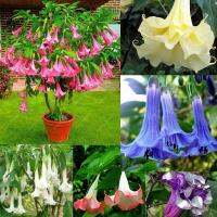 HOT** เมล็ดพันธุ์ มันดาลา Mixed Datura Brugmansia Seeds Bonsai Flower Seeds บรรจุ 100 เมล็ด เมล็ดพันธุ์แท้ ต้นไม้มงคล ส่งด่วน พรรณ ไม้ น้ำ พรรณ ไม้ ทุก ชนิด พรรณ ไม้ น้ำ สวยงาม พรรณ ไม้ มงคล