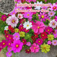 ประเทศไทยพร้อมสต็อก เมล็ดพันธุ์ คละได้ ดอกคอสมอส Mixed Cosmos Flower Seed for Planting (บรรจุ 100 เมล็ด) Flowering Live Plants Ornamental Flower Plant บอนสี เมล็ดดอกไม้ ดอกไม้ปลูกสวยๆ ต้นไม้มงคล บอนสีหายาก ต้นไม้ฟอกอากาศ ไม้ประดับ พันธุ์ไม้ดอก ไม้ดอก