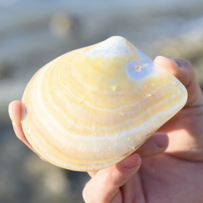 （READYSTOCK ）🚀 Pure Natural Yellow Butterfly Shell Conch Creative Cloth Scenery Ornament Decoration Shooting Props Fish Tank Landscape Caviar Dish YY