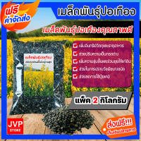 **ส่งฟรี** เมล็ดพันธุ์ปอเทือง แพ็ค 2 กิโลกรัม ดอกปอเทือง เมล็ดปอเทือง พืชบำรุงดิน ให้ปุ๋ยอินทรีย ปอเทือง ดอกเหลือง เมล็ดพันธุ์คุณภาพดี