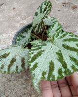 บีโกเนียลายเสือ( Begonia ) ไม้ประดับ ไม้ใบสวย ชอบแดดรำไร น้ำปานกลาง กระถาง5-6นิ้ว