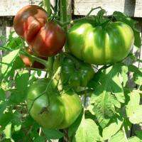 เมล็ด มะเขือเทศ แบล็คคิม ( Black Krim Tomato Seed ) บรรจุ 5 เมล็ด คุณภาพดี ของแท้ 100%