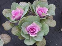 Pink Crane Flowering Kale (10-15 seeds) ปูเล่ประดับ พิ้งค์เครน (10-15 เมล็ด)