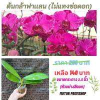 ฟาแลนนอปซิส สีแดงเข้มลายปลาคราฟ (ไม่เเทงช่อ)  ไซส์กลาง กระถาง 2.5 นิ้ว Phalaenopsis