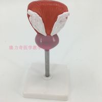 Medical human bladder model front/gland urogenital system anatomy urology teaching AIDS