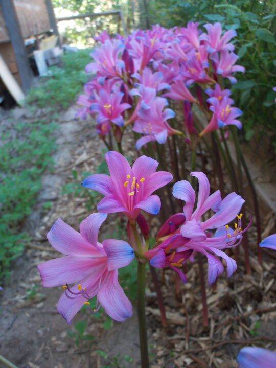 1 หัว หัวลิลลี่แมงมุมสีฟ้า Electric Blue Spider Lily (Lycoris
