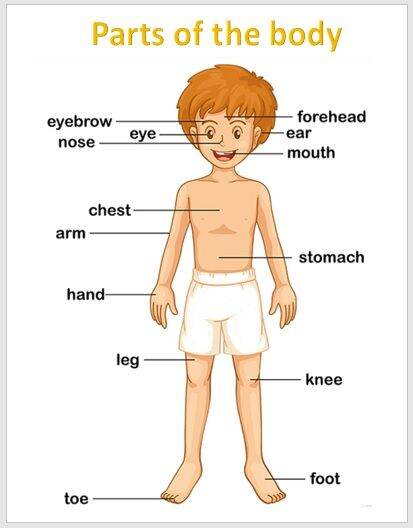 Laminated Charts Parts of the body, Educational chart for kids (size 8 ...