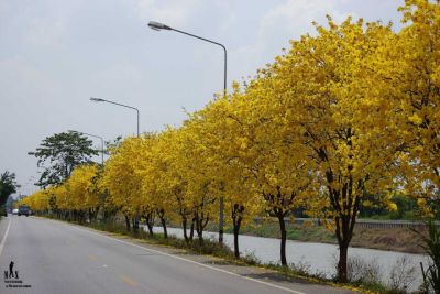 ต้นพันธุ์เหลืองเชียงราย ออกดอกสีเหลืองบานสะพรั่ง สวยงามมาก  ถุงดำ 59  บาท