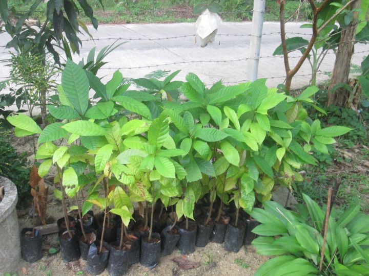 ต้นโกโก้-โกโก้-พร้อมปลูก-สูง50-60ซม-เพาะเมล็ด-ลำต้นสูง-ออกลูกเร็ว-ผลโตจัมโบ้-1ต้น-แพ็ค